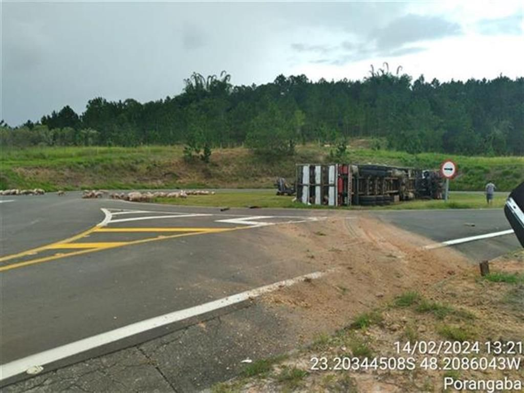 Carreta Carregada Porcos Tomba Na Rodovia Castelo Branco