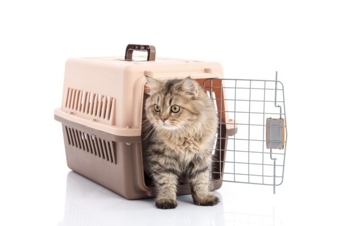 transportar gatos