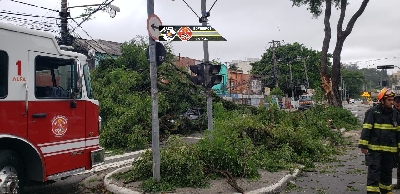 Queda de árvore Avenida Dom Pedro I Vila Monumento