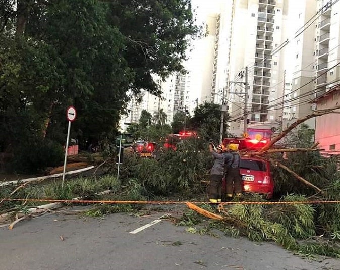 Árvore na Avenida Raimundo Pereira de Magalhães