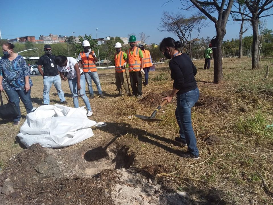 Árvores Avenida Ragueb Chohfi