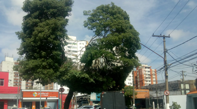 Árvore no Butantã