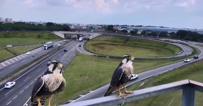 Falcões Campinas