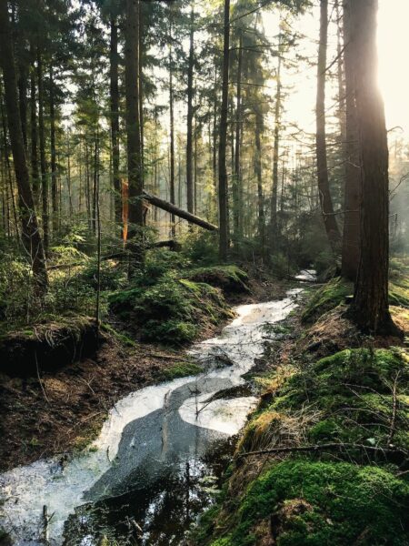 landscape photography of forest juquitiba