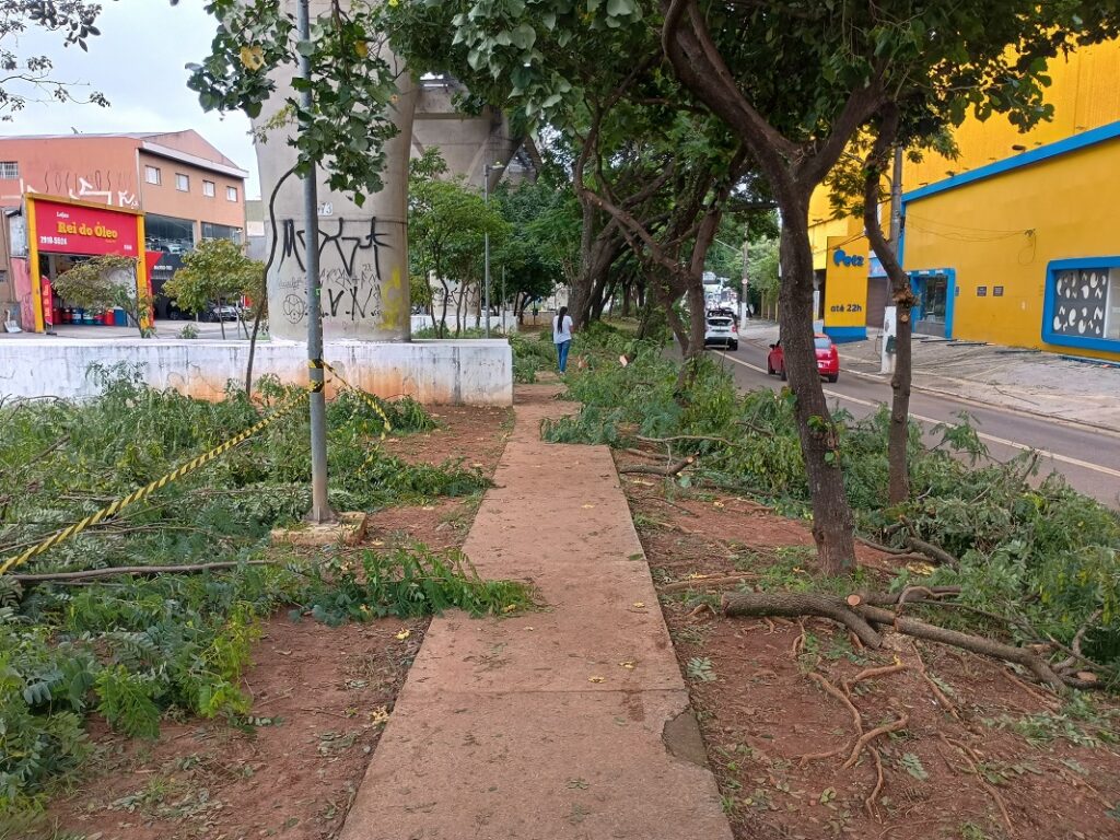 galhos canteiro