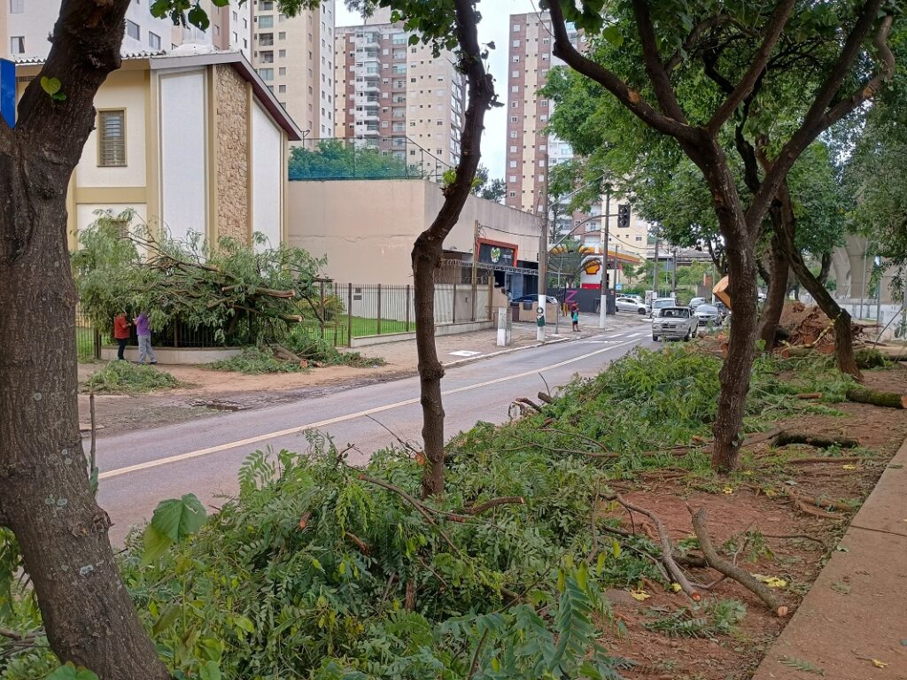 galhos espalhados