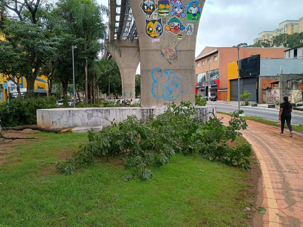 galhos gramado