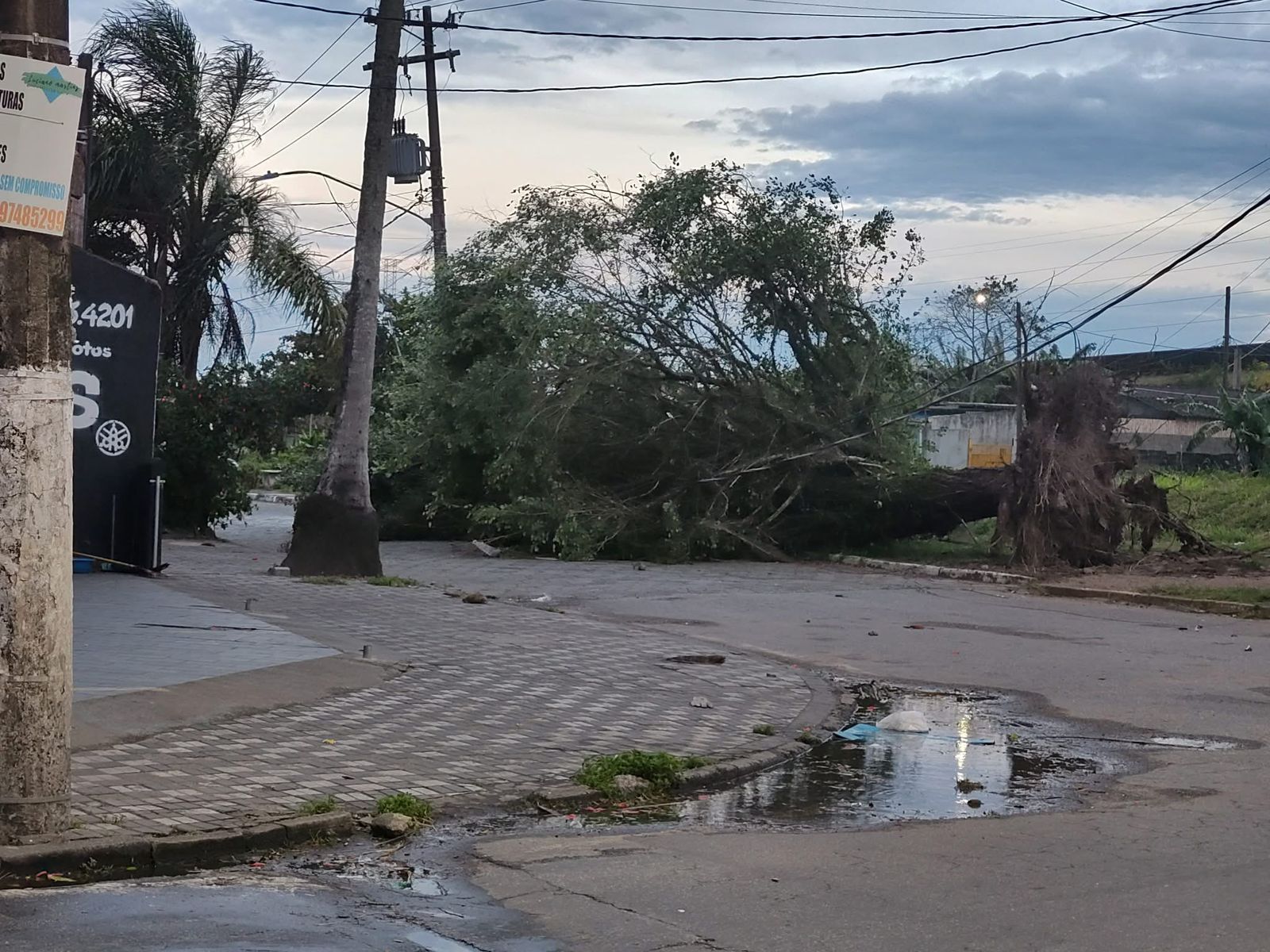 árvore Mongaguá litoral