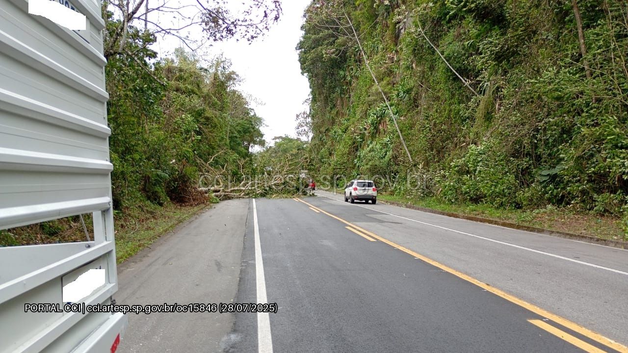 árvore rodovia rio-santos