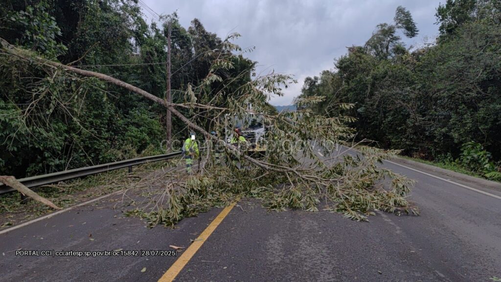 queda de árvore km 95 rodovia mogi-bertioga segunda