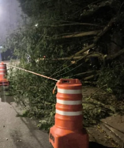 queda árvore Avenida Hélio Ossamu Daikuara