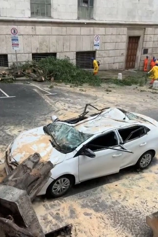 árvore centro Rua Doutor Falcão Filho