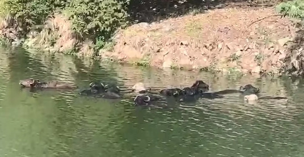 búfalos flagrados no Rio Pinheiros