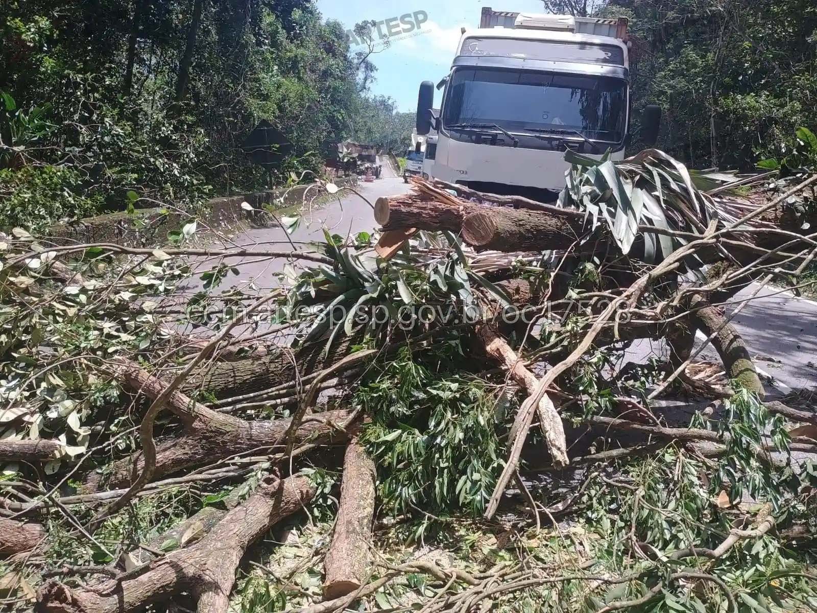 Árvore caída na pista no km 49 rodovia anchieta