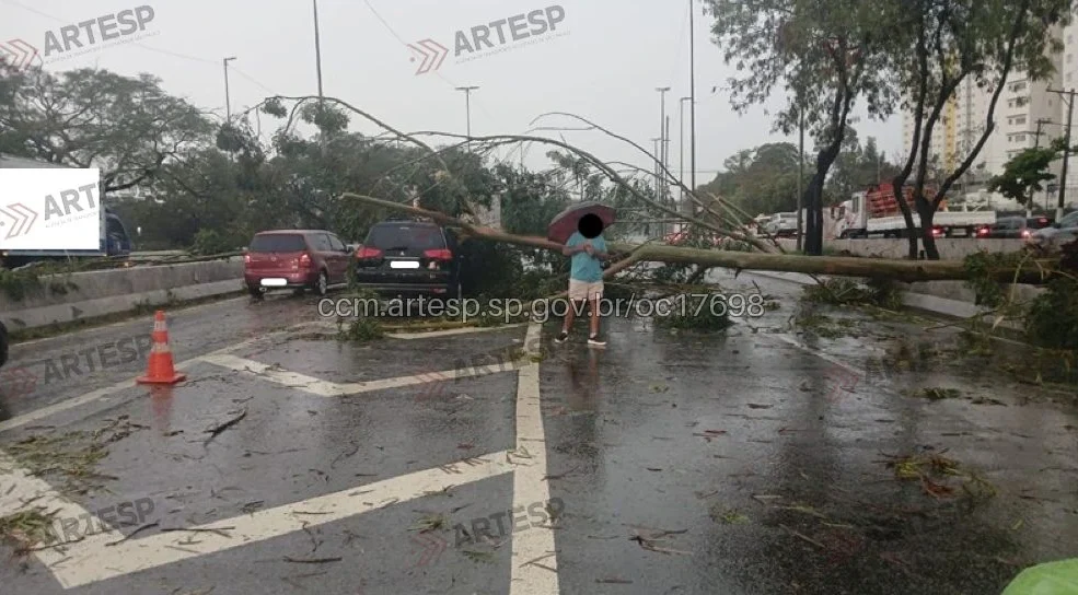 queda de árvore rodovia castelo branco