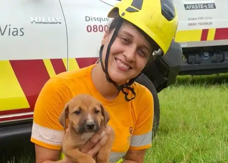 SPVias resgata filhotes