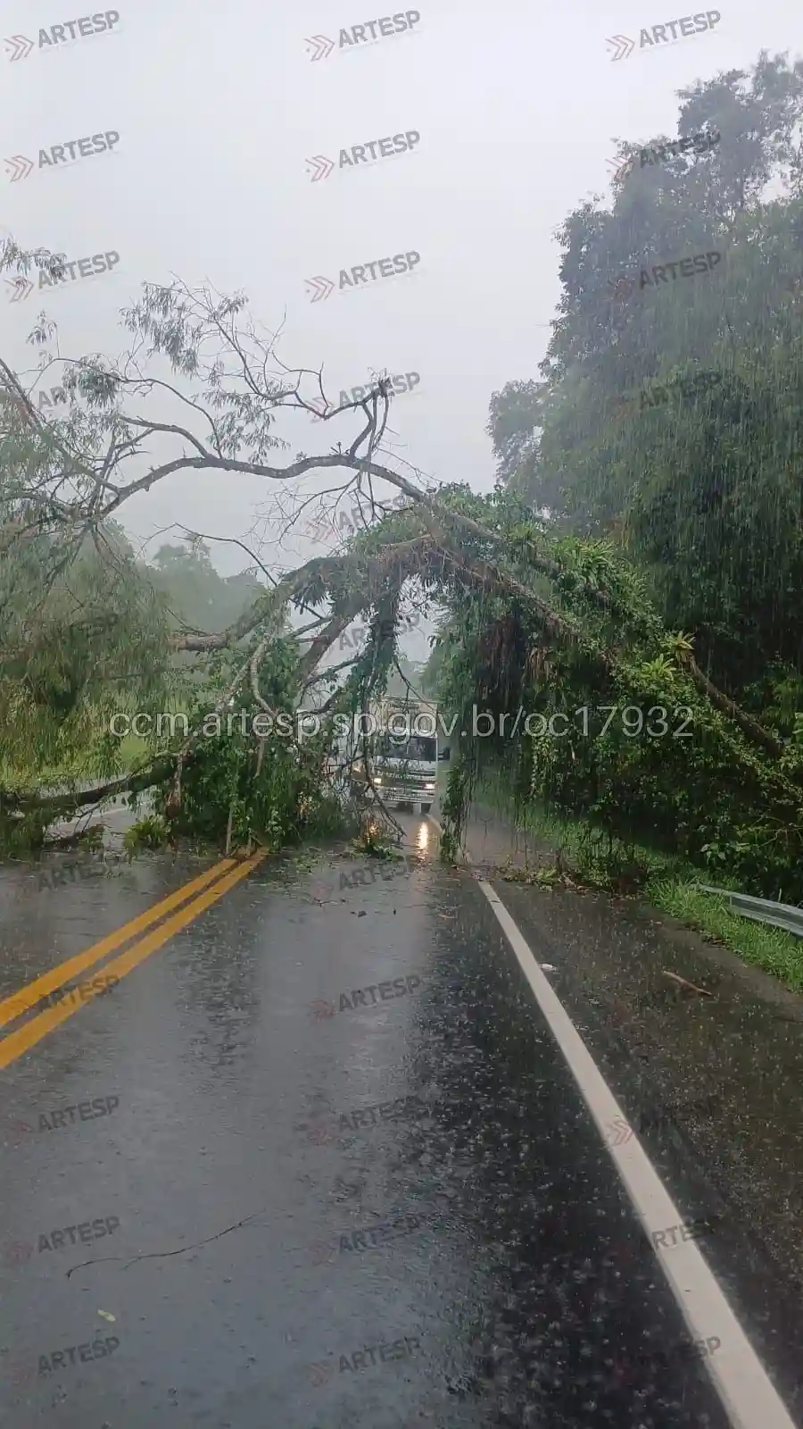 árvore itariri Queda de árvore na rodovia Padre Manoel da Nóbrega causa interdição em Itariri