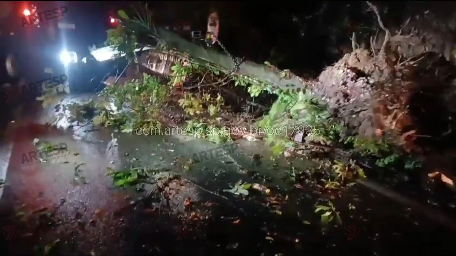 árvore queda rodovia anchieta