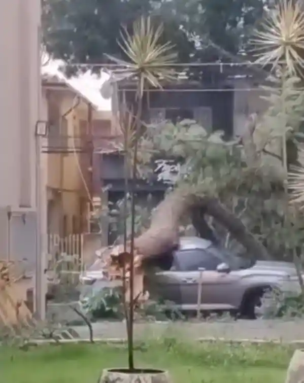 árvore tatuapé queda