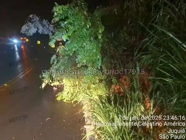 queda árvore sp-079