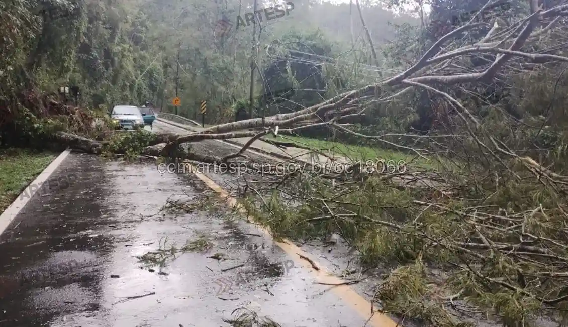 rodovia SPA 033/099 queda de árvore paraibuna