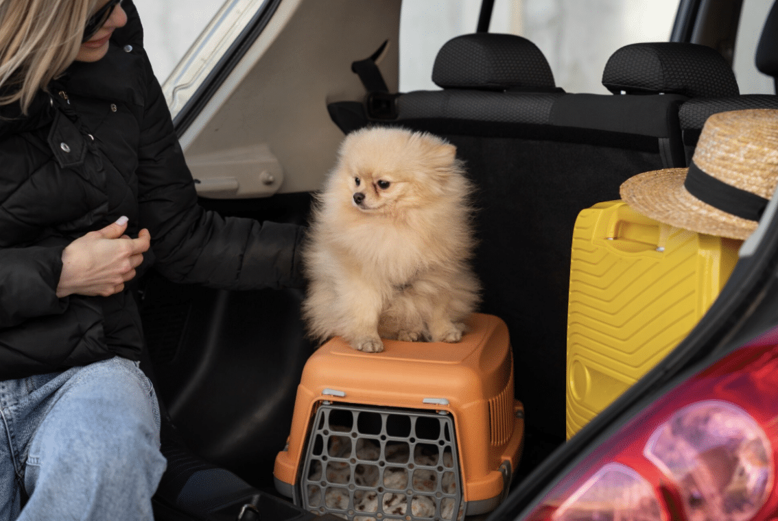 Pets soltos no veículo