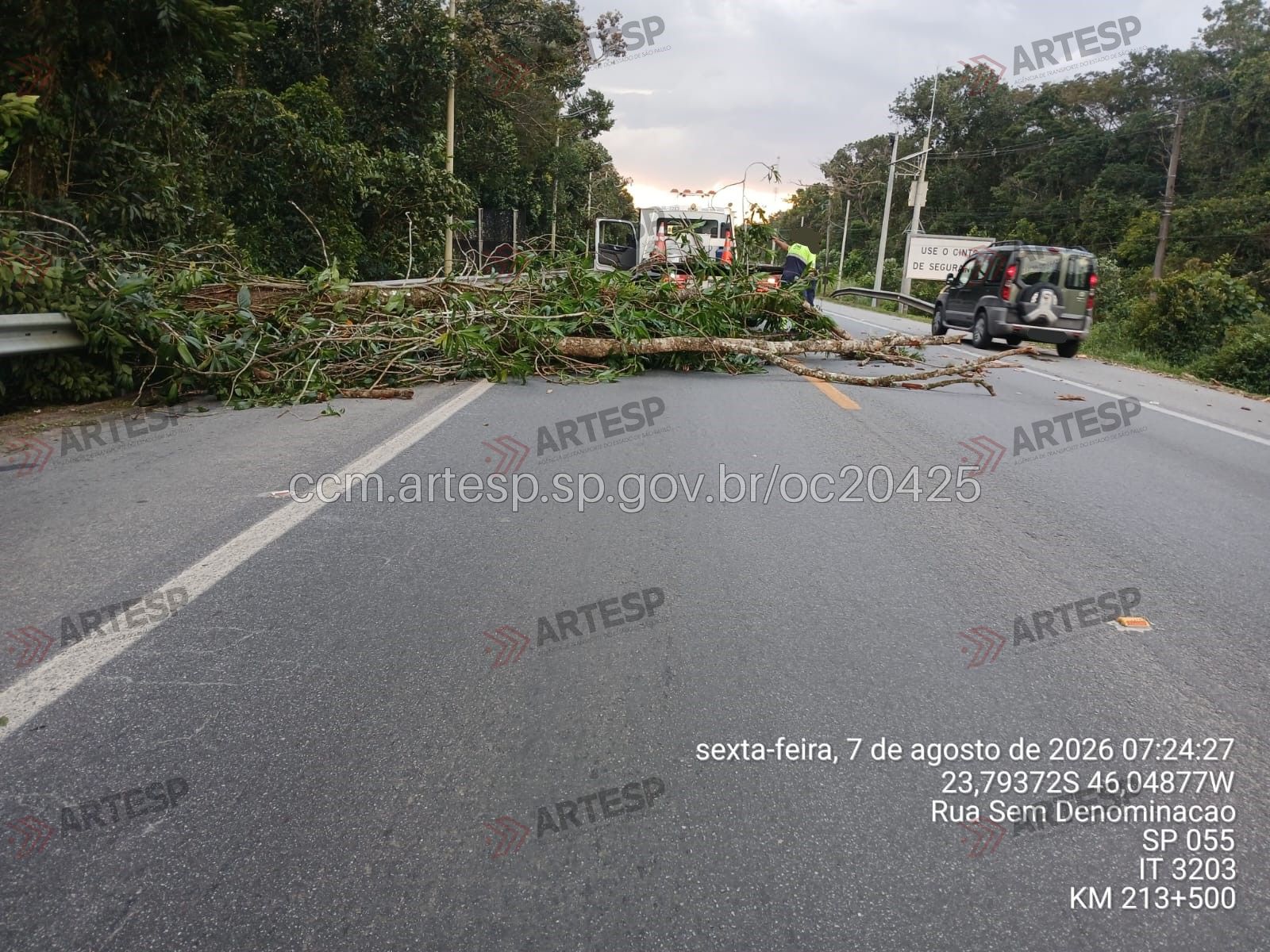 Rodovia rio-santos bertioga árvore