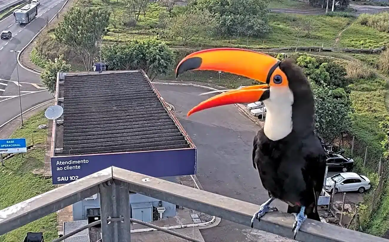 tucano-toco